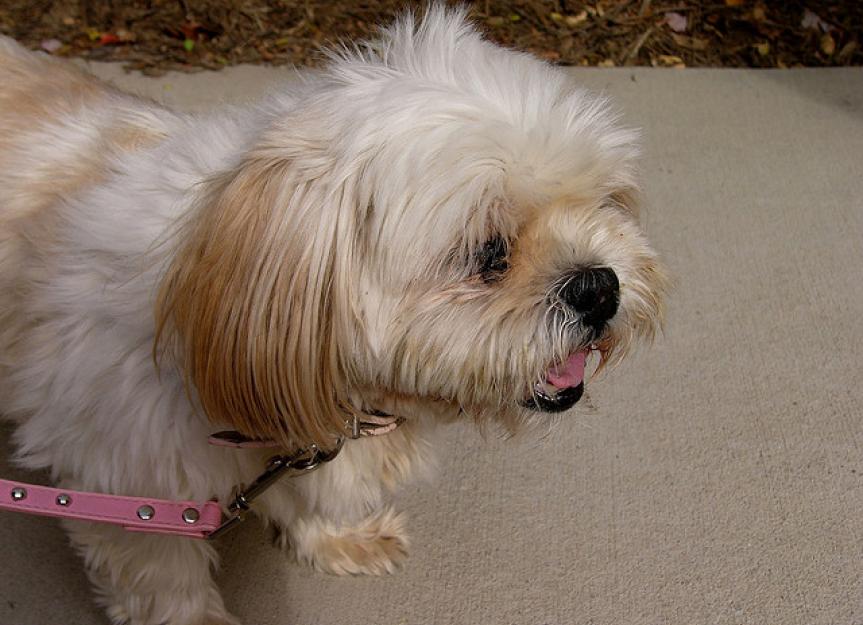 Dog Coughing Coughing in Dogs Treatment PetMD