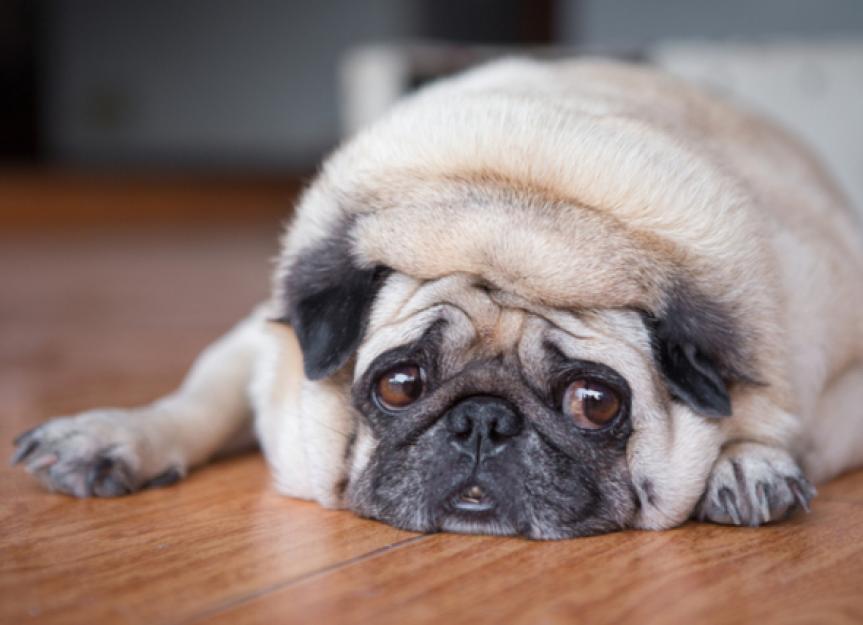 Is Your Dog’s Food Making Him Fart?