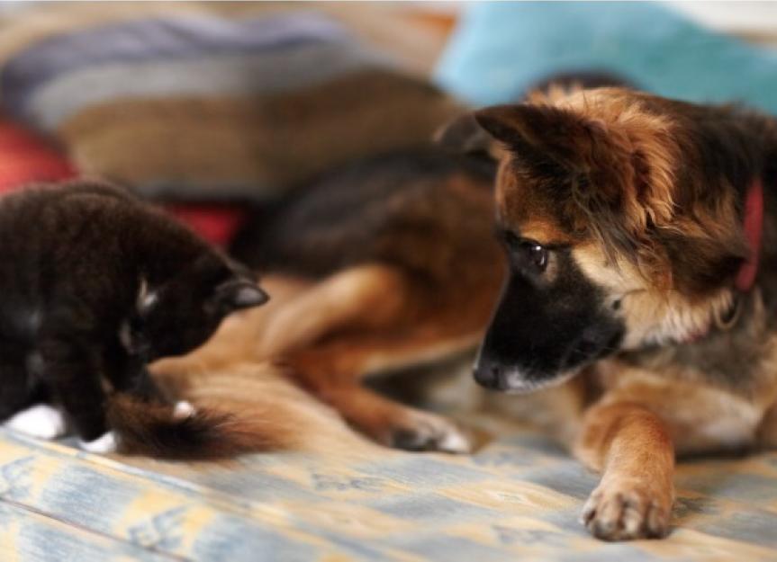 Can a Dog Be Allergic to Cats? PetMD