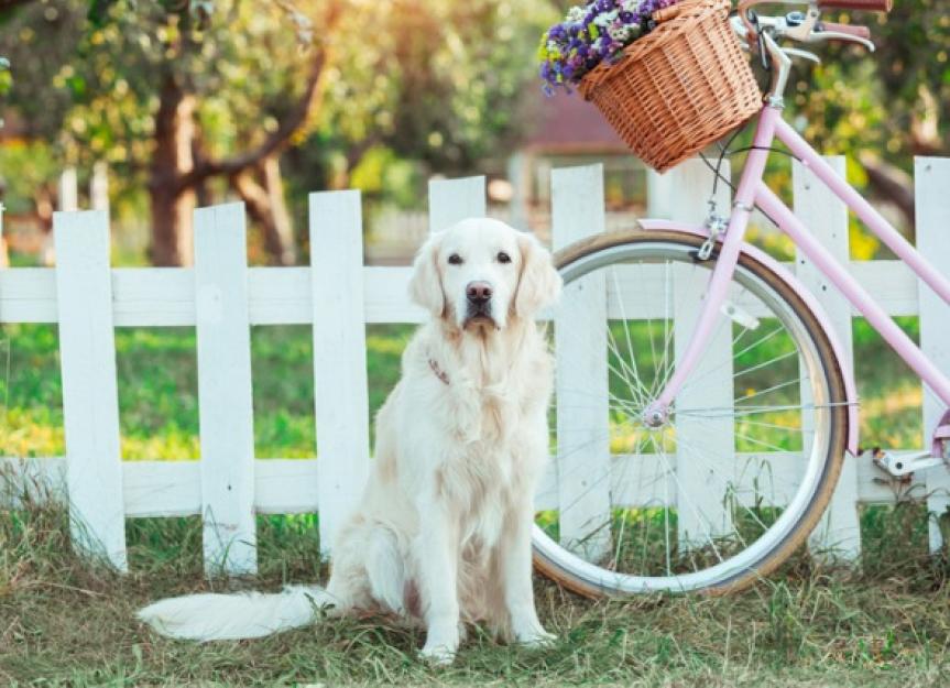 与你的狗一起骑自行车的安全提示
