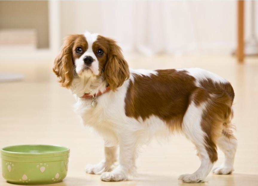 What Causes a Dog to Not Drink Water? | PetMD