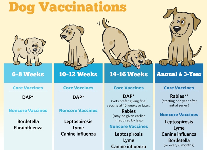 Basic Vaccine Schedule for Dogs PetMD