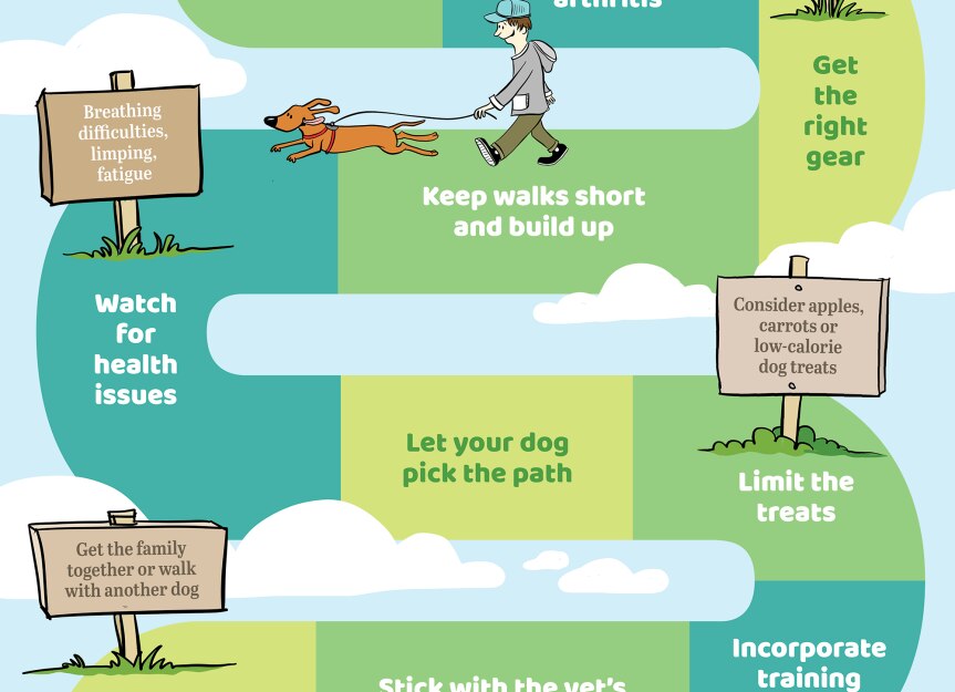 Helpful Tips for Walking Your Dog for Weight Loss