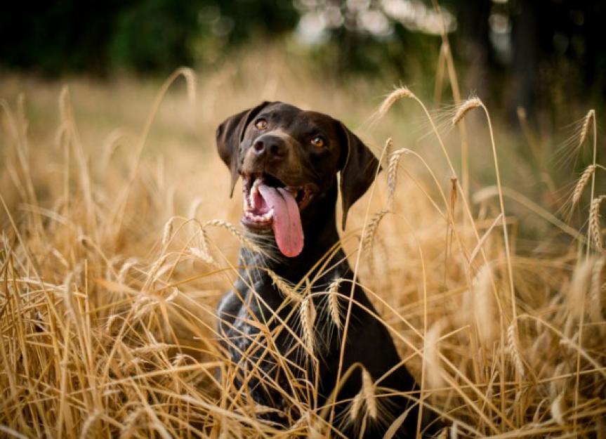 Why Foxtails Are Bad for Dogs and How to Remove Them PetMD