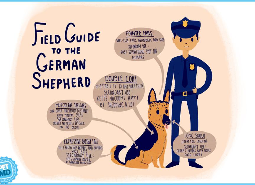 are german shepherds used for tracking