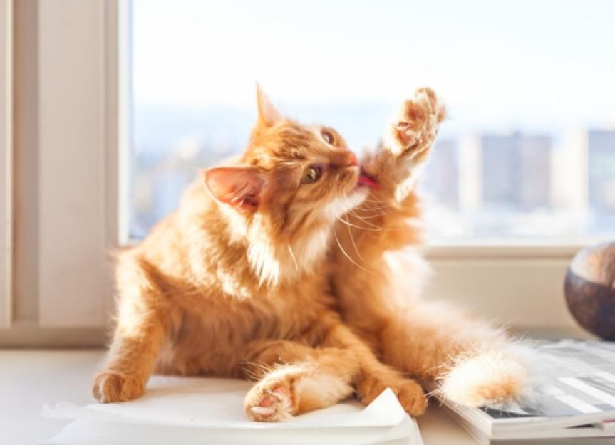 Ginger Cat Gromming On Window Sill 