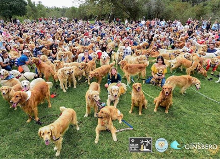 US Steals World Record From Scotland for Most Golden Retrievers in One Place