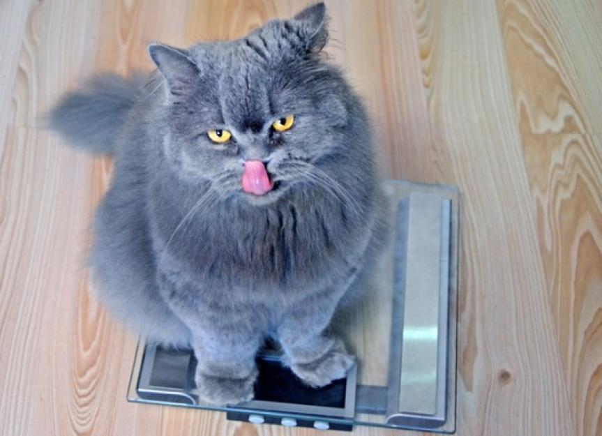 健康猫的平均体重是多少?