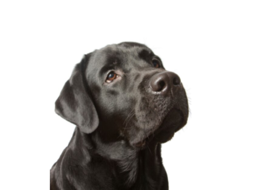 Obesity is a Common Problem in Labrador Retrievers PetMD