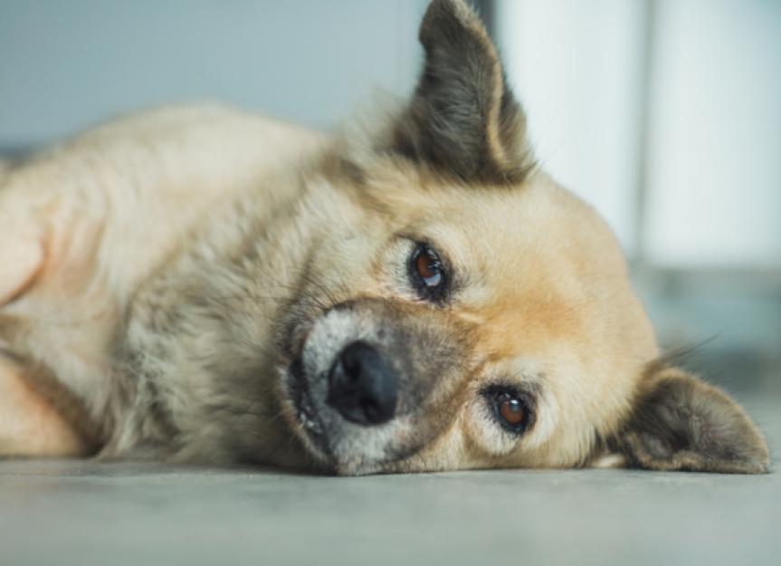 Why Do Old Dogs Lose Their Balance