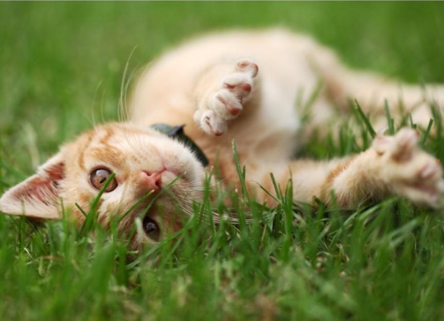 How to Choose the Safest Flea Treatment for Your Cat | PetMD