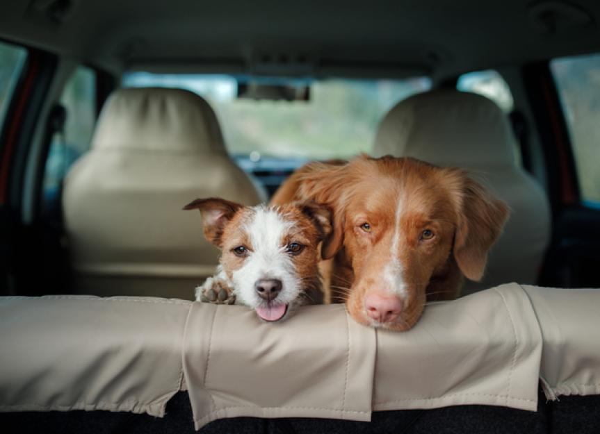 whats the best way for a dog to travel in a car