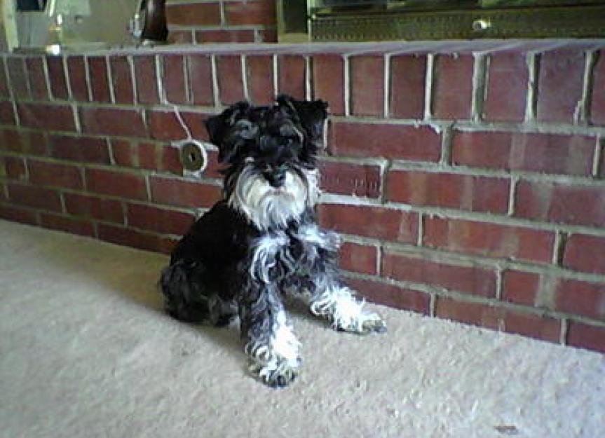 is a miniature schnauzer a small or medium dog