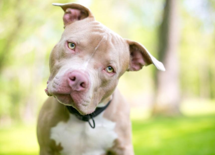 8 Things Animal Shelters Want You to Know About Pit Bull Dogs | PetMD