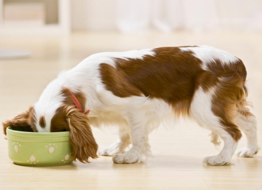 What Is Holistic Dog Food?