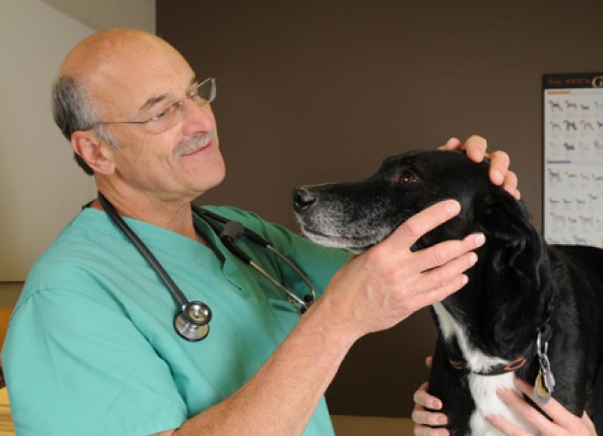 The Physical Exam: What to Expect at the Veterinarian's Office