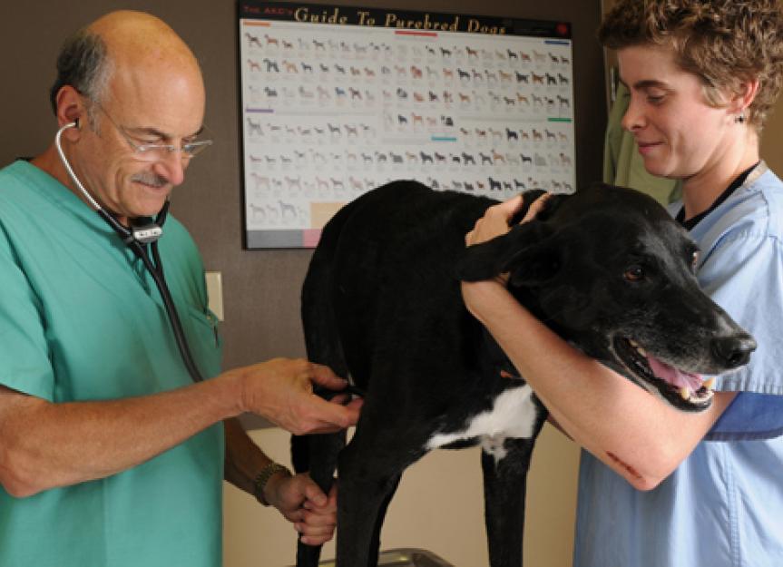 What is a Veterinary Technician?
