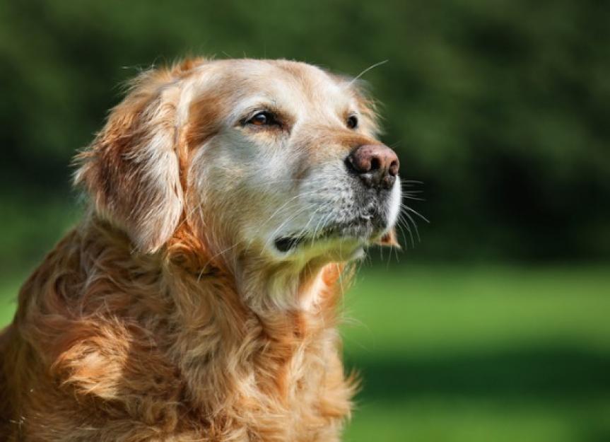 can bone tumors in dogs be benign