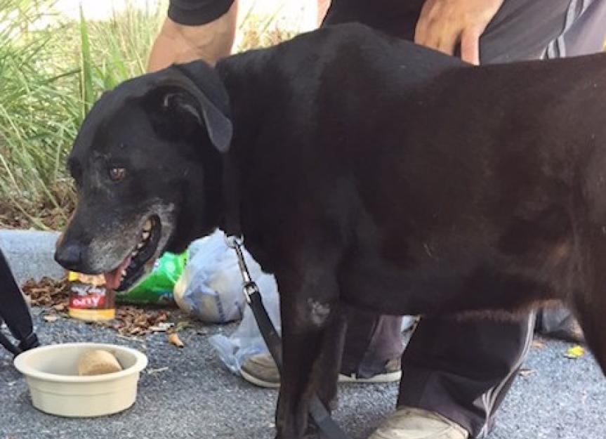 Homeless Man Who Refused to Abandon His Dog Gets Help From Rescue Organization