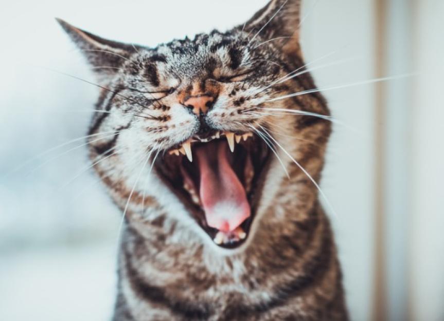 is-it-normal-for-cats-to-lose-their-teeth-petmd