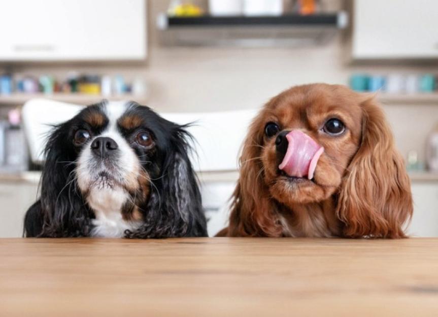 How to Give a Dog a Pill Using Foods That Are Safe