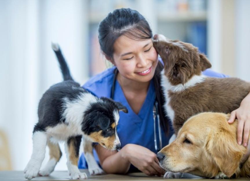 Dog and Cat Vaccination FAQ