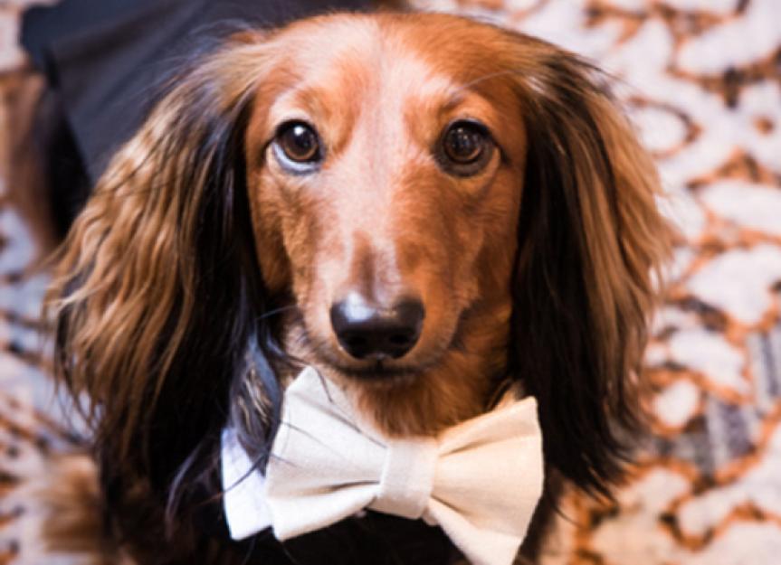 How to Safely Include Dogs in Weddings