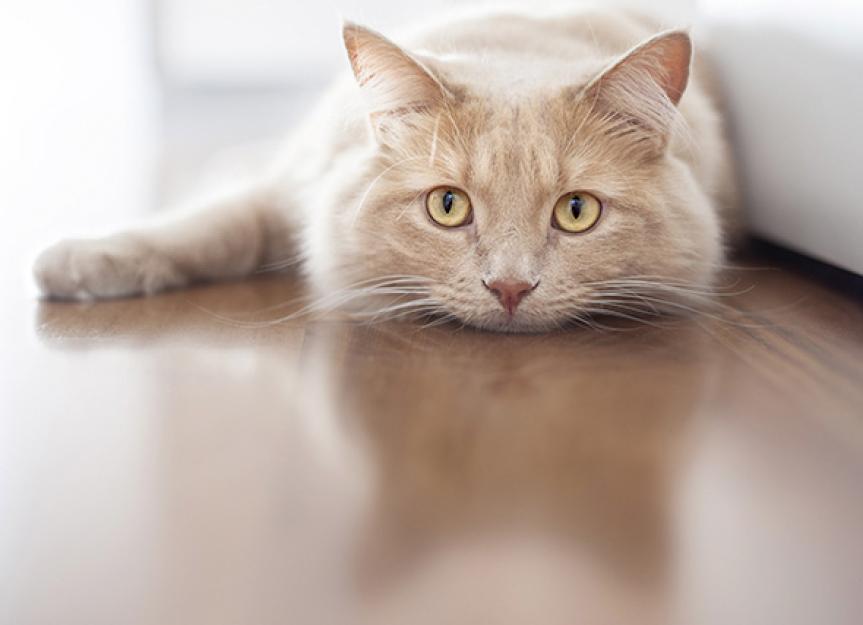 Does Your Cat Have Whisker Stress?