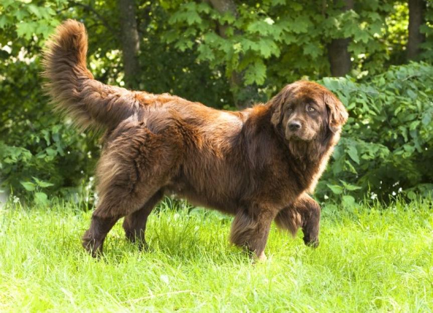 Abnormal Development of the Elbow in Dogs