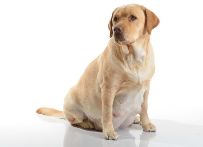Dog Abortion - Pregnancy Prevention in Dogs | PetMD