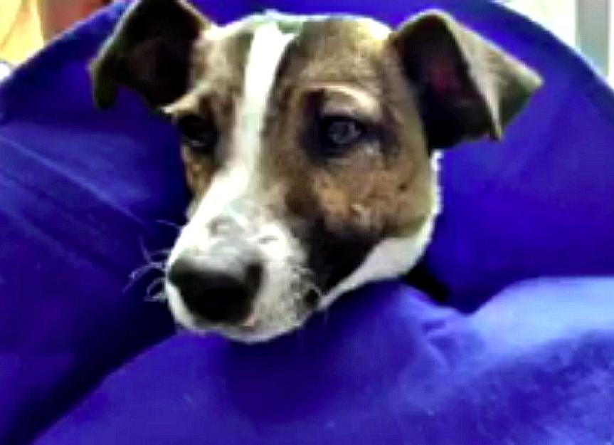 Puppy's Eyes and Mouth Glued Shut in Disturbing Act of Animal Cruelty
