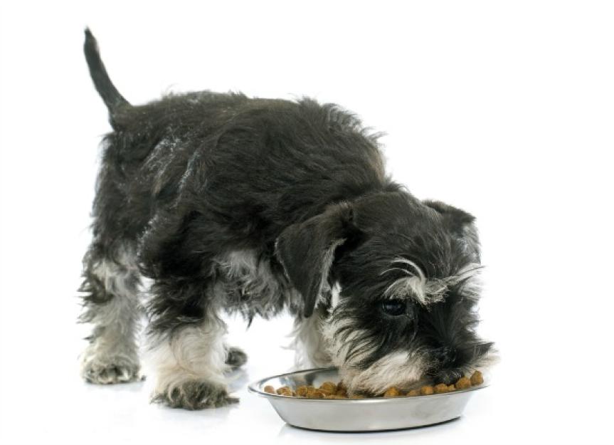 Dog Acid Reflux Acid Reflux Treatment for Dogs PetMD