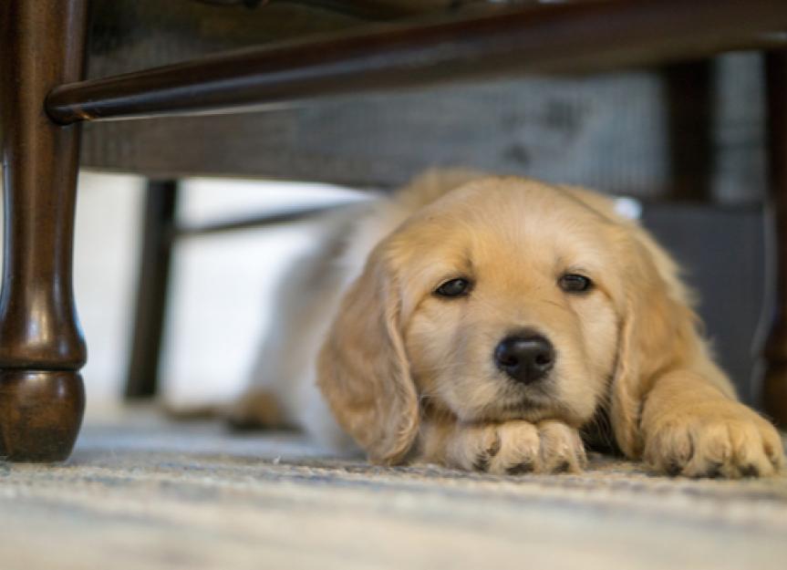 Dog Acute Vomiting Treatments - Acute Vomiting in Dogs | PetMD