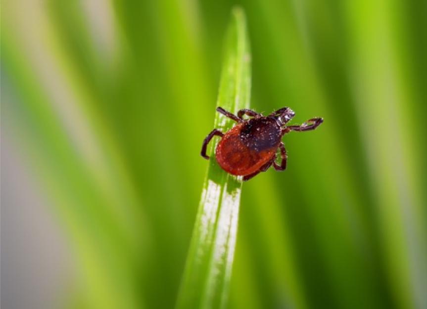 Can Ticks Jump? PetMD