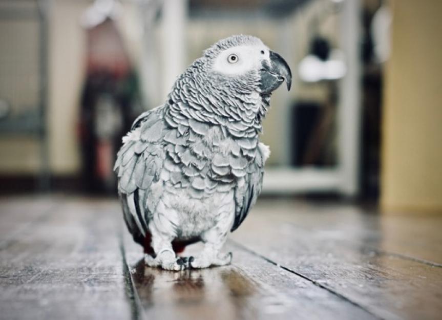 How to Stock a First Aid Kit to Care for Injured Pet Birds | PetMD