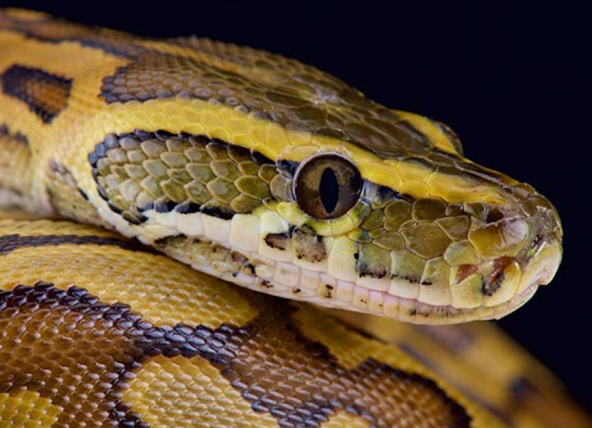 African Rock Python - Python sebae | PetMD