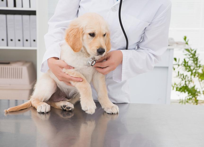 what is the best time to spay a dog
