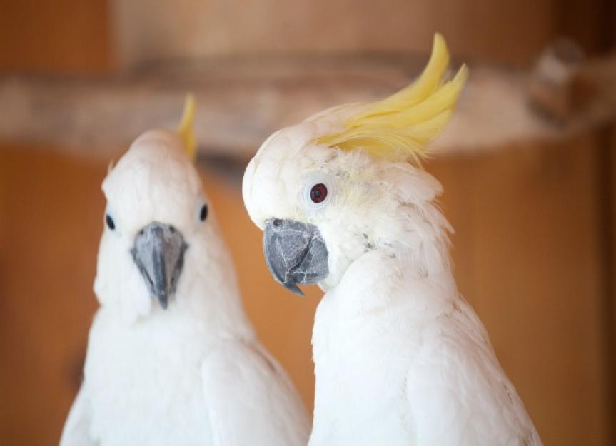 All About Cockatoos PetMD