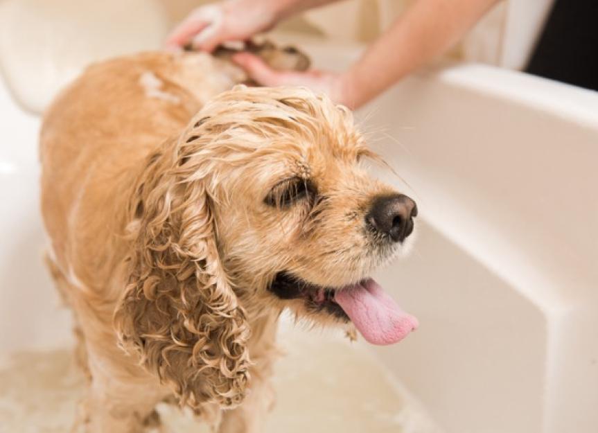 What Should You Have in Your Spring Pet Grooming Kit?