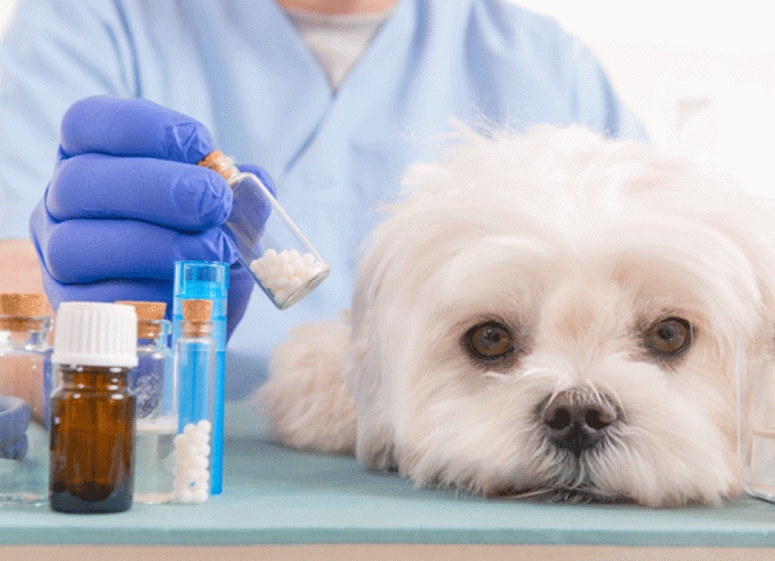 does amoxicillin treat uti in dogs