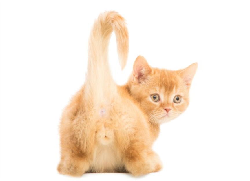 Anal Sac Disorders in Cats PetMD