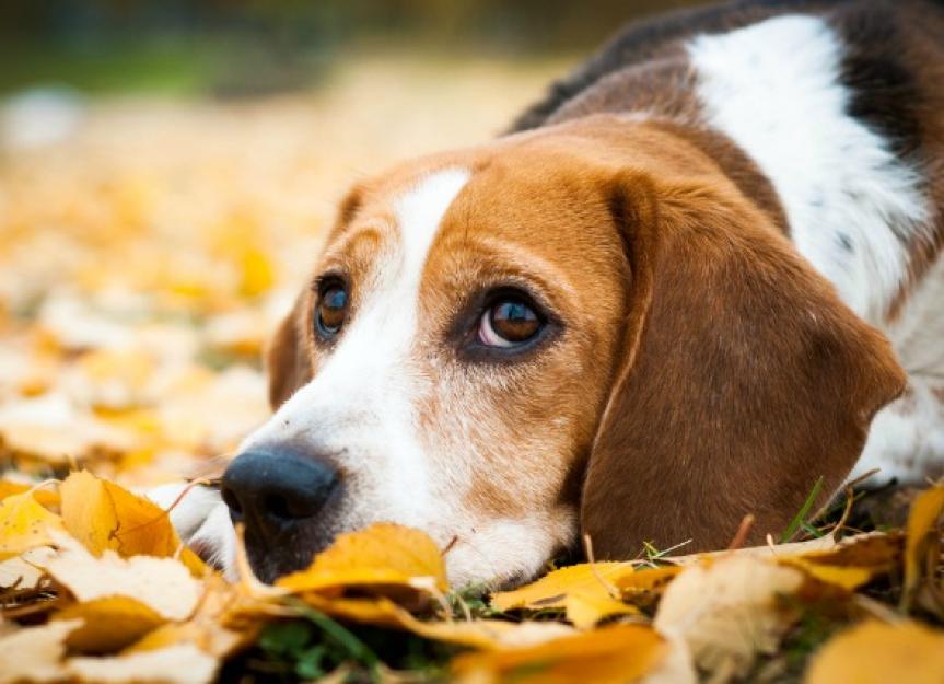 can antibiotics cause anemia in dogs