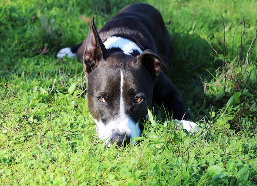 fire ants bites on dogs