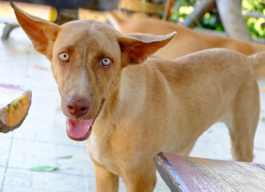 AntibioticResistant Infections in Dogs MRSA in Dogs PetMD