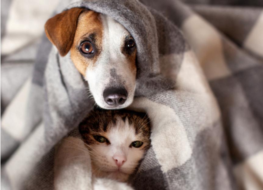 Are Anxiety Blankets Safe for Pets? PetMD