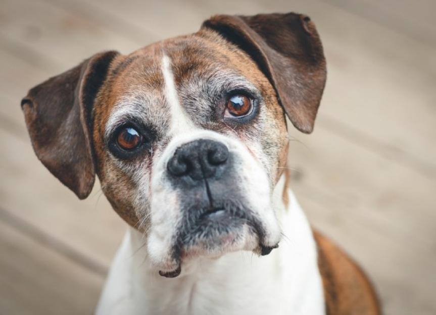 Anxiety and Compulsive Disorders in Dogs PetMD