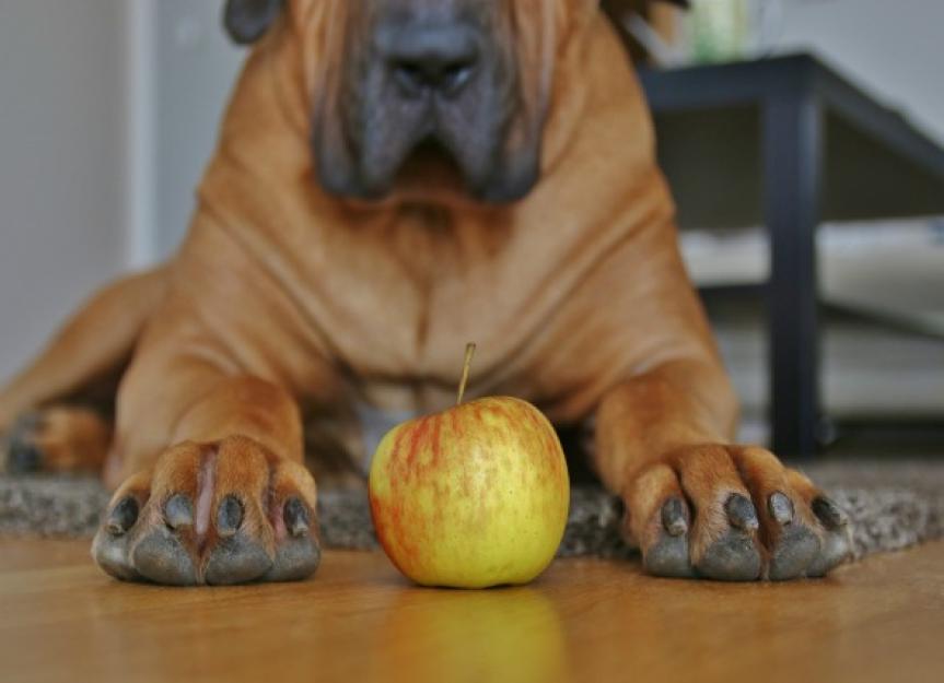 can i give my dog apple cider vinegar