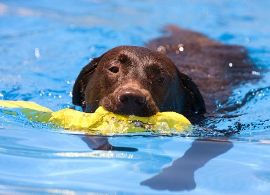 is drowning painful for a dog