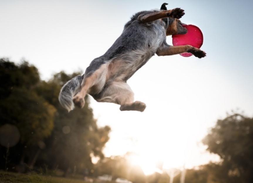 8 Extreme Sports for Dogs