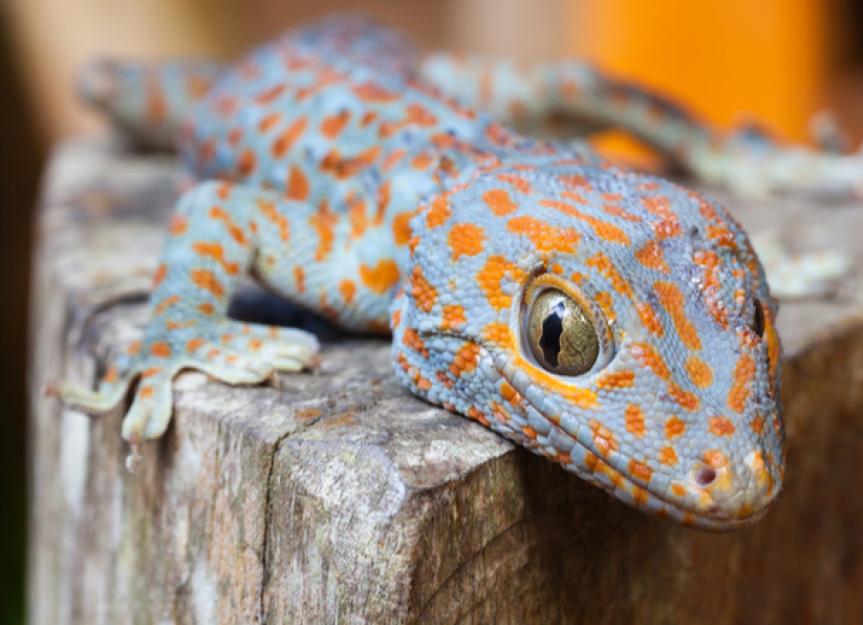 How to Care for a Baby Gecko | Baby Lizard Care | PetMD